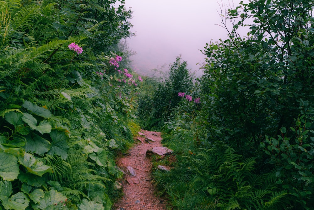 a path through a garden