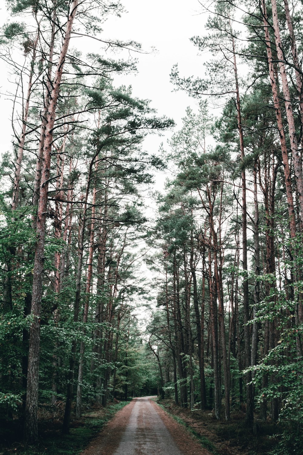 a dirt road through a forest