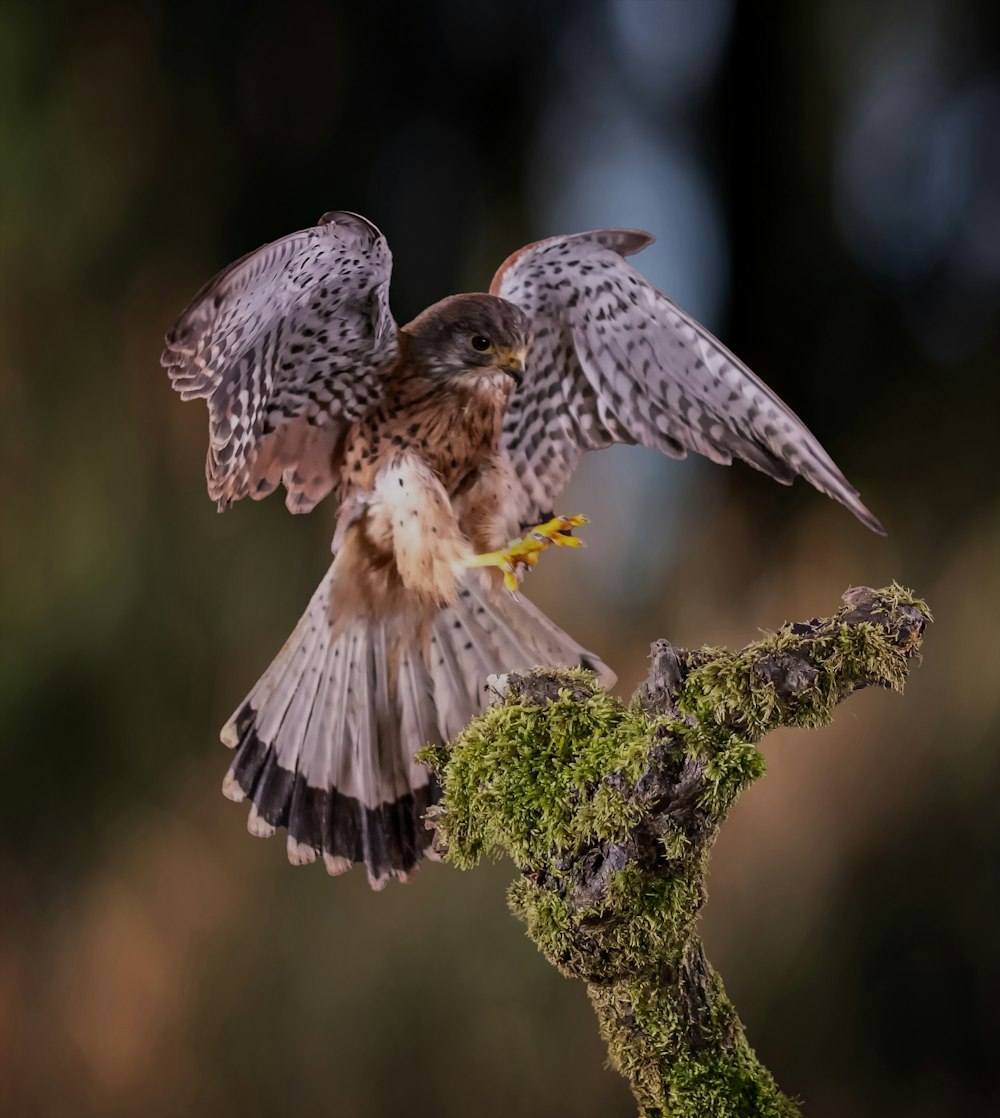 pájaros volando en el aire