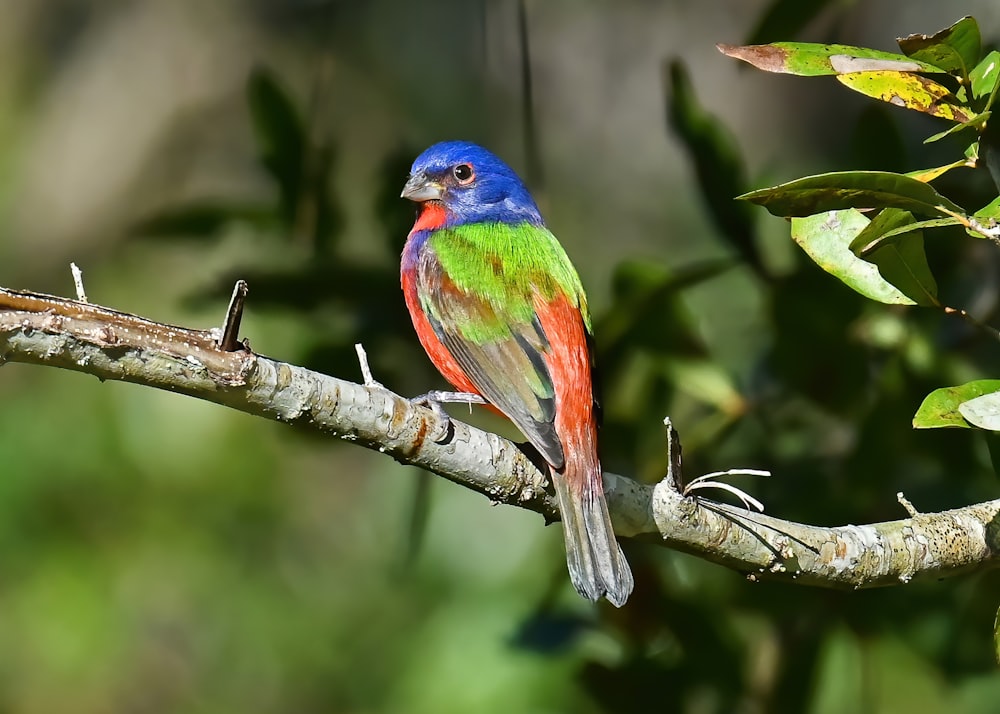 a colorful bird sits on a branch