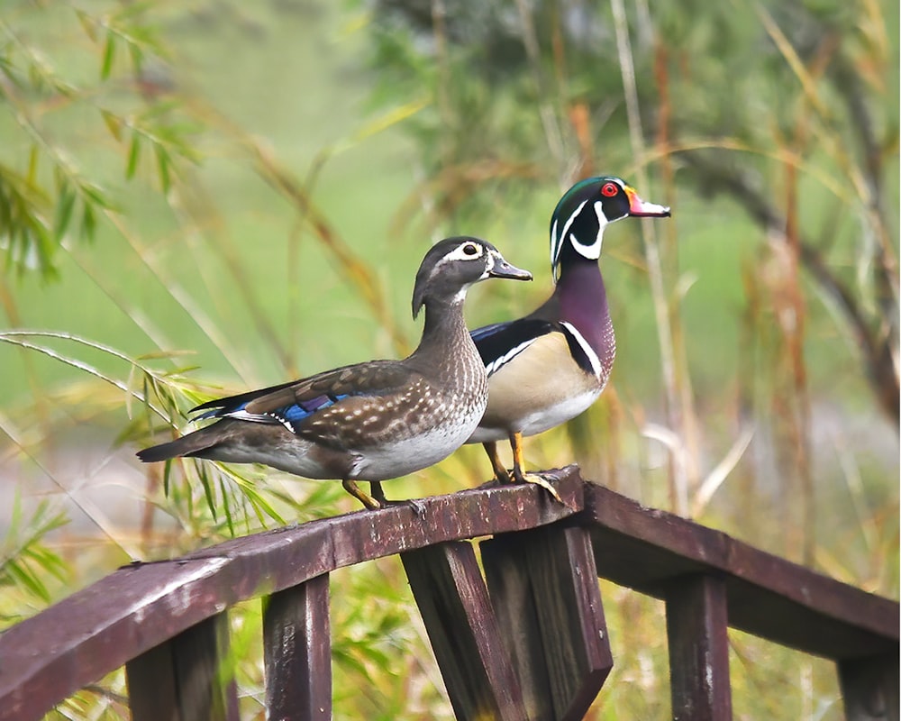 a couple of birds on a fence