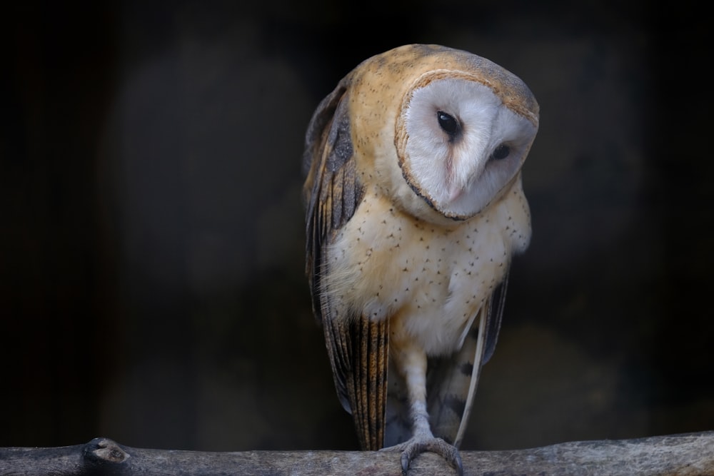 an owl with its eyes closed