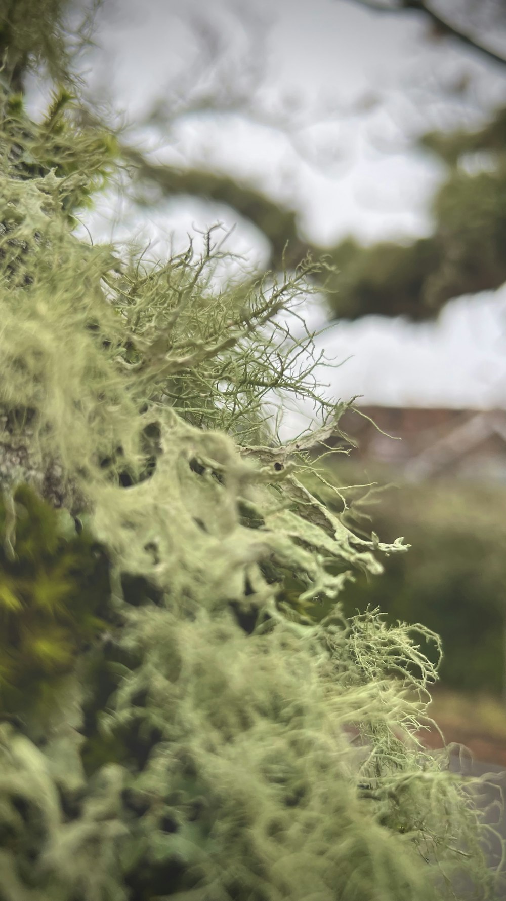 a close up of a plant