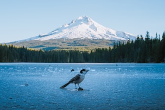 a bird standing in water with Mount Hood in the background