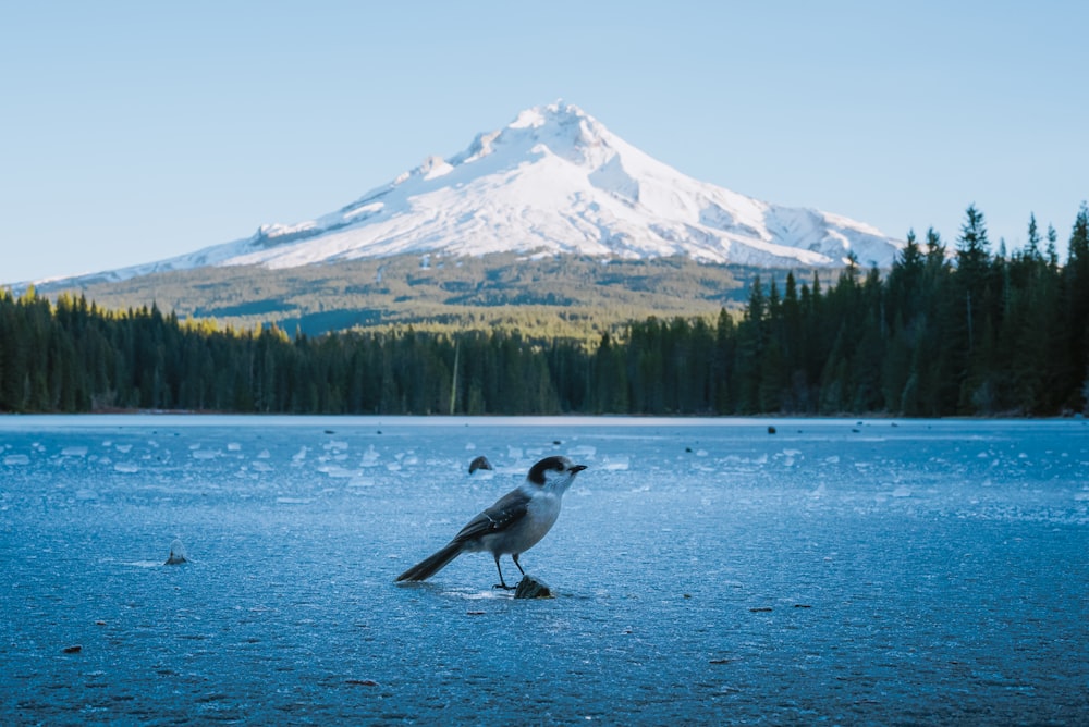 a bird standing in water with Mount Hood in the background
