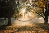 Sunlight filtering through the leaves onto a hammock tied between two trees.