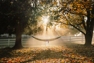 A lightweight Golite hammock stretched between two trees on a misty forest morning.