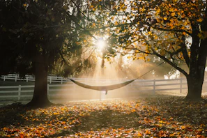 A lightweight Golite hammock stretched between two trees on a misty forest morning.
