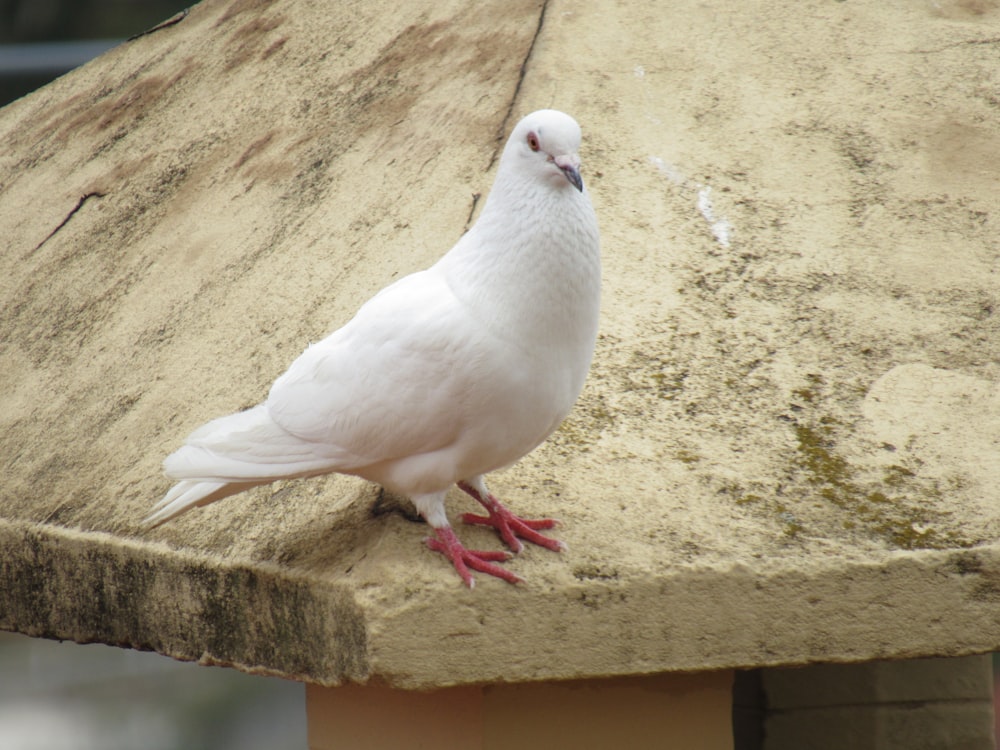 a white bird on a ledge