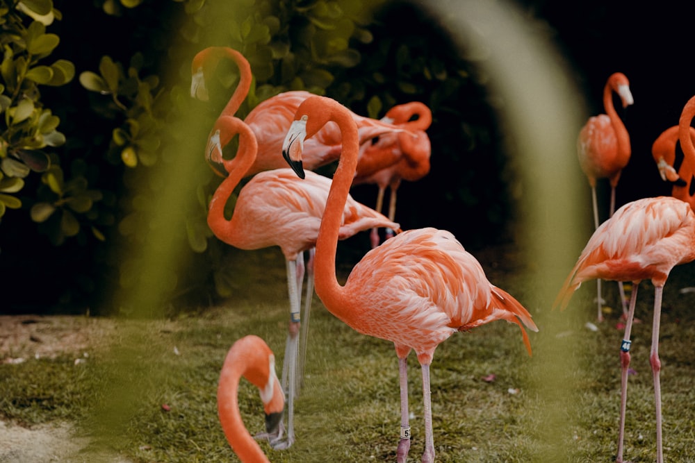 Eine Gruppe Flamingos