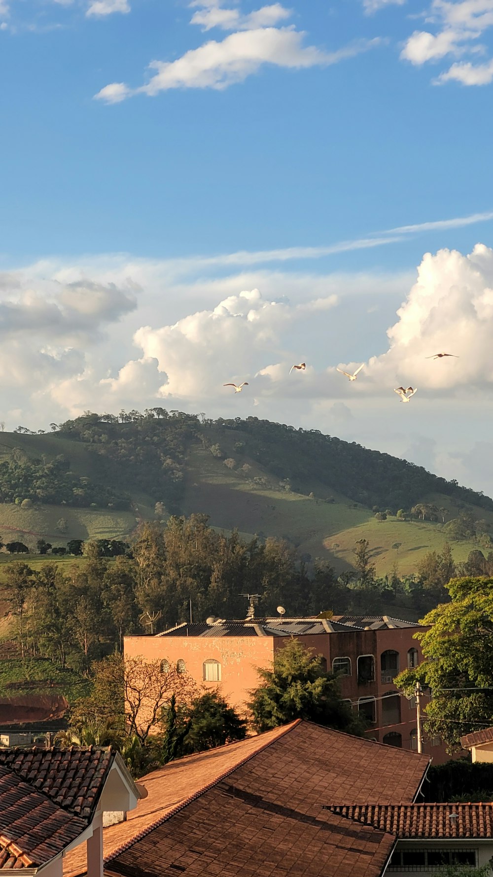 birds flying over a building