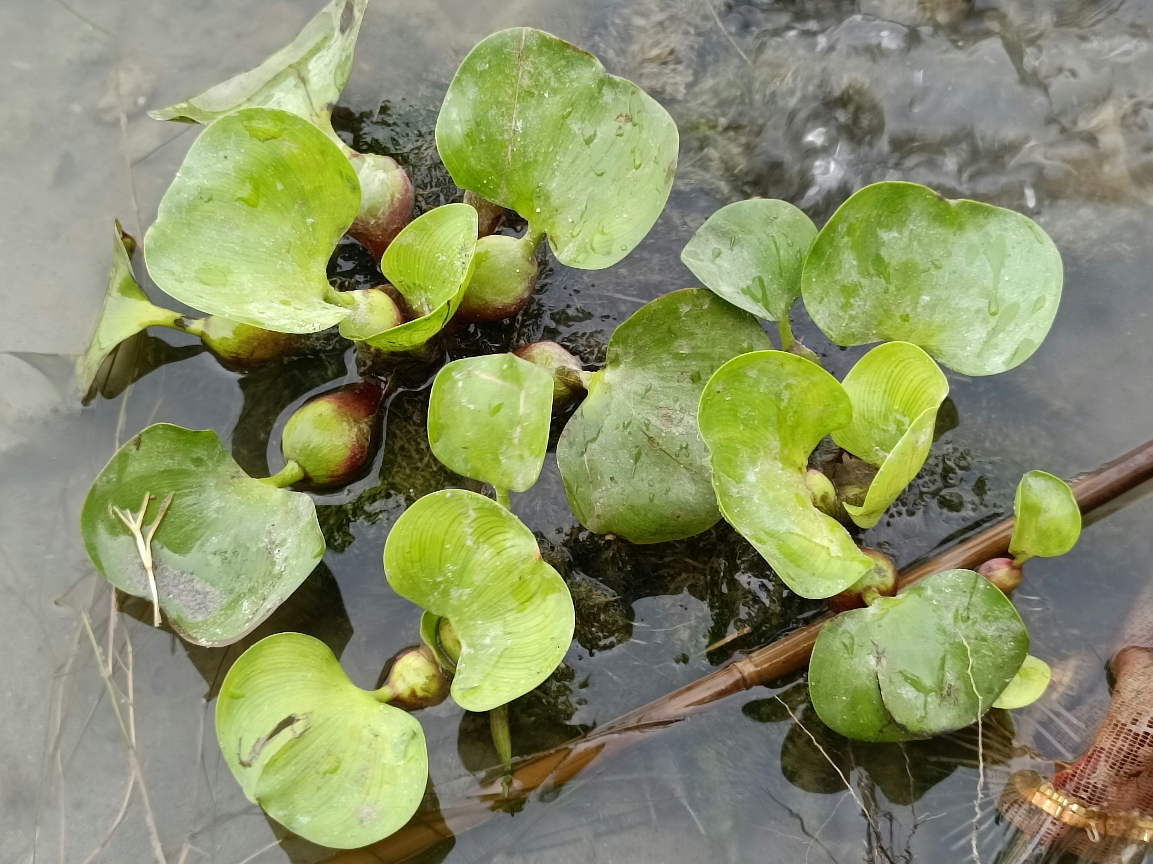 a close up of a plant, This is a green water hyacinth. This is mostly found in the coastal plains of the southeastern United States. This is generally green in color.