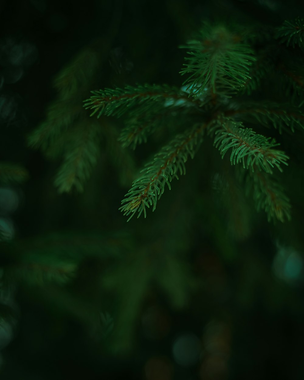 a close up of a tree branch