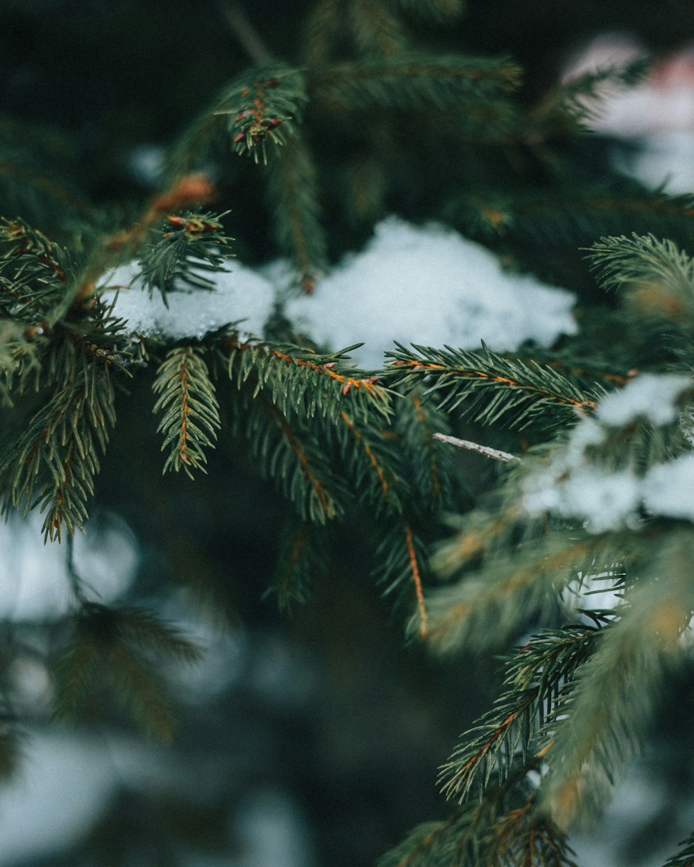 a close up of a pine tree