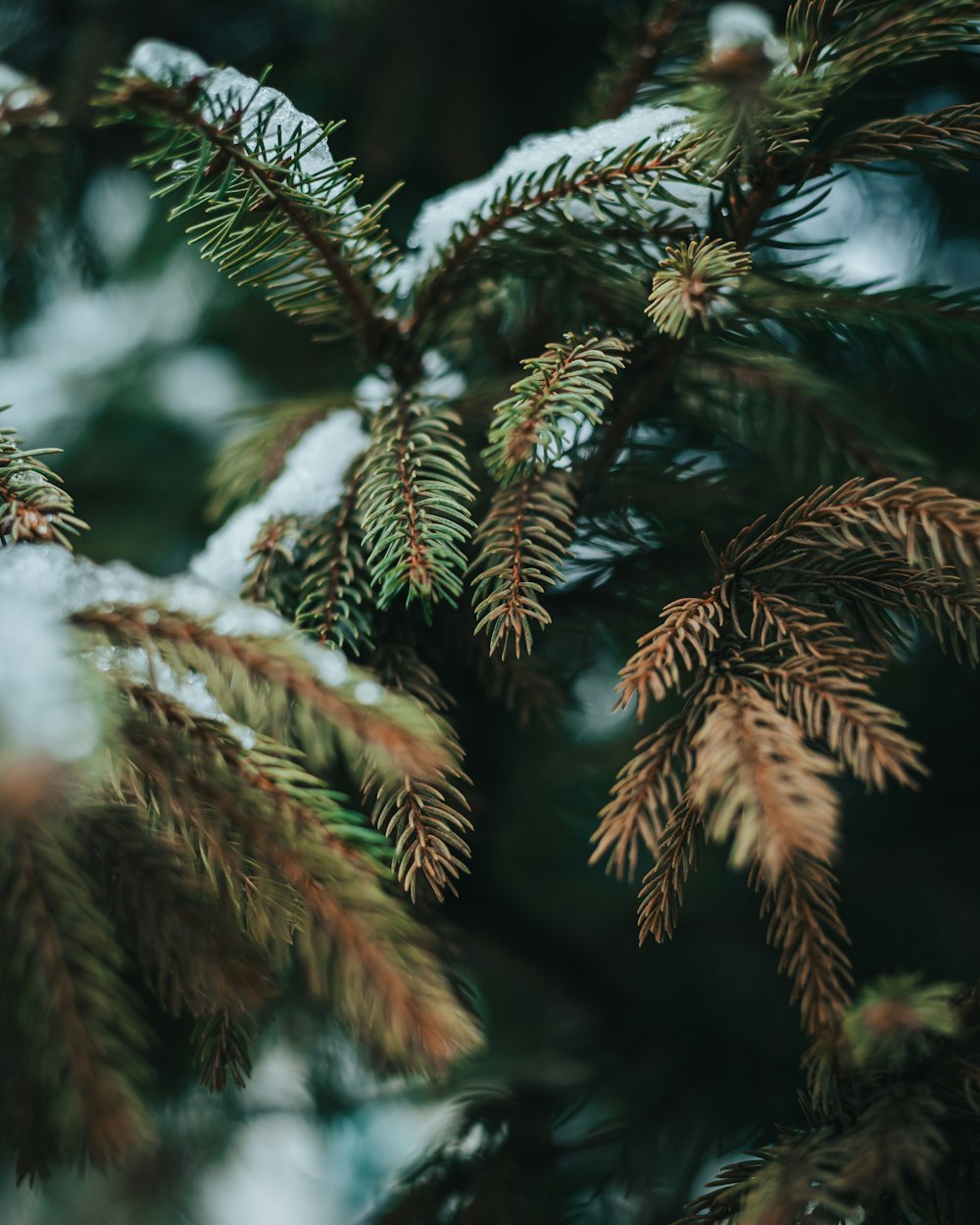 a close up of a tree branch