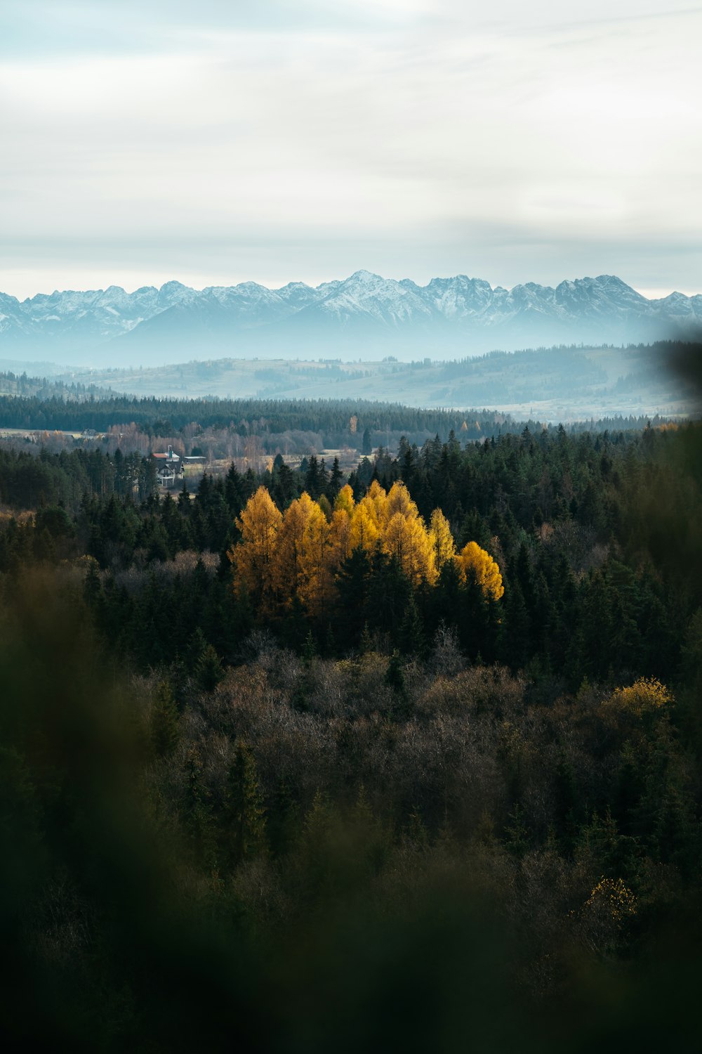 a landscape with trees and mountains in the background