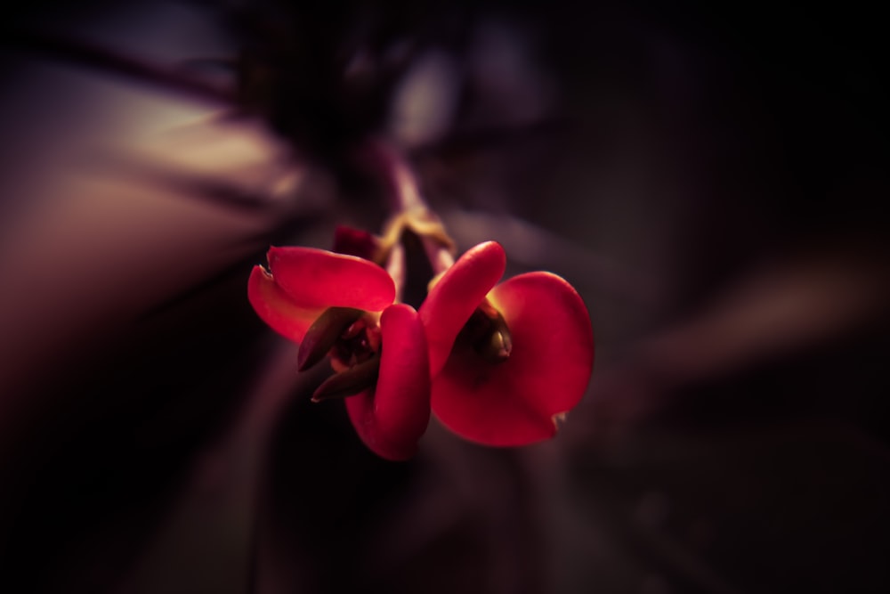 a close up of a flower