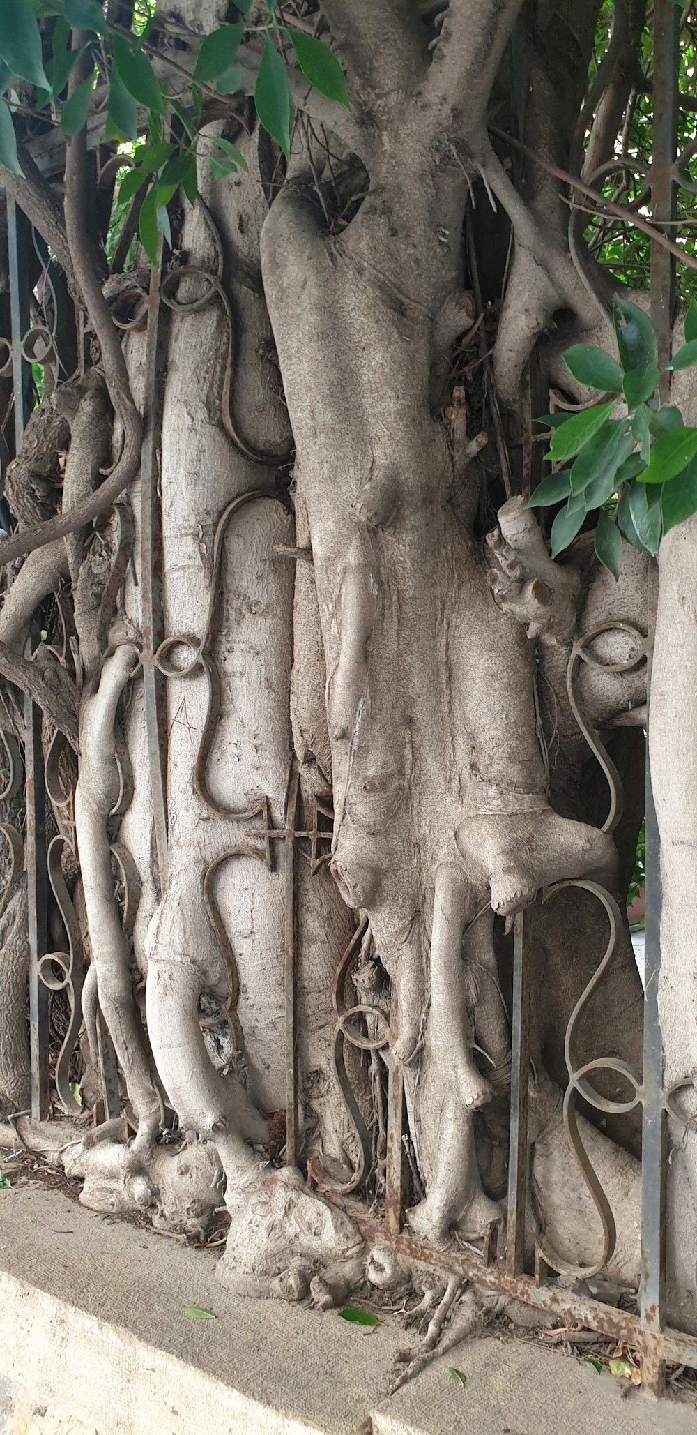 a group of tree trunks