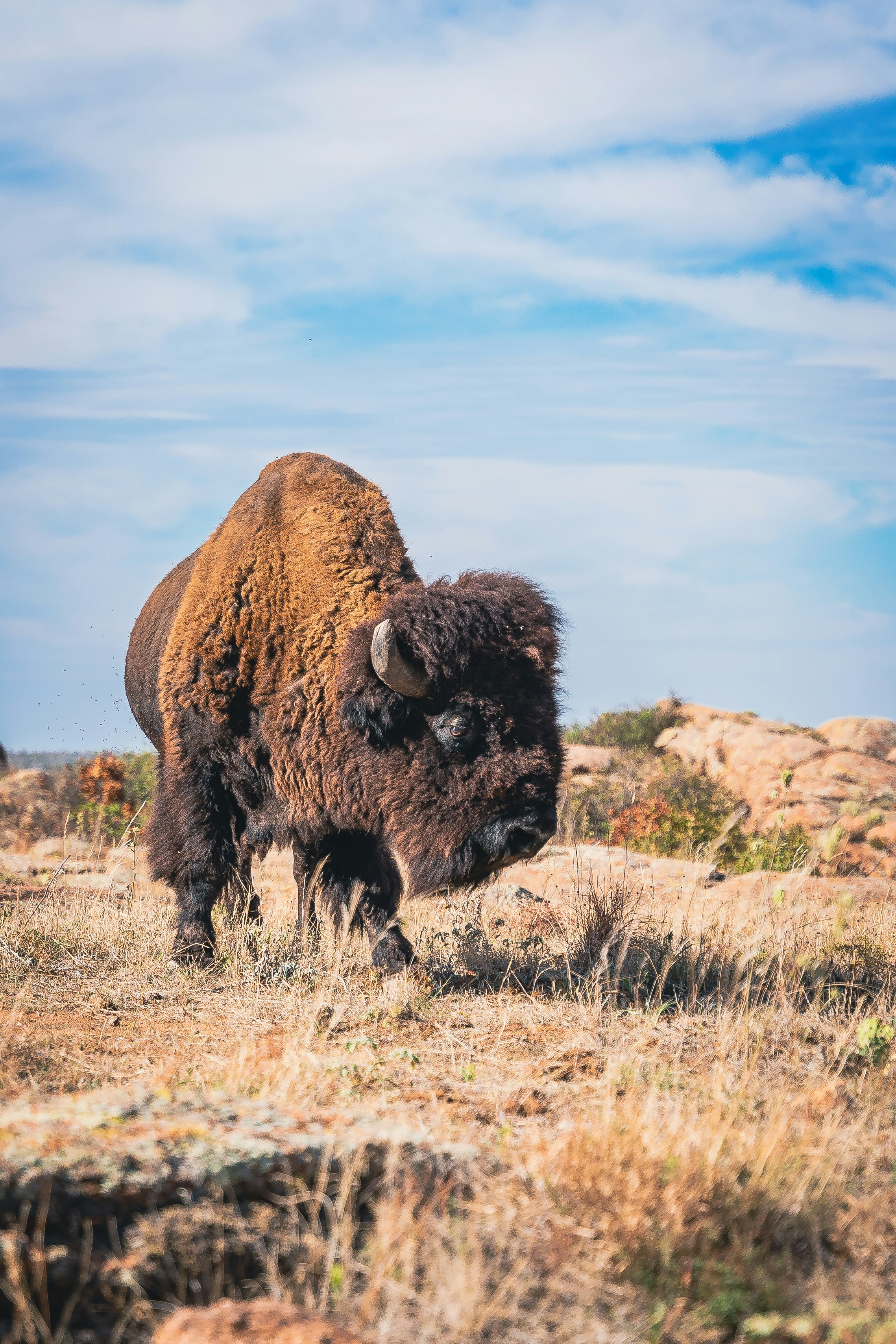 a bison in a field