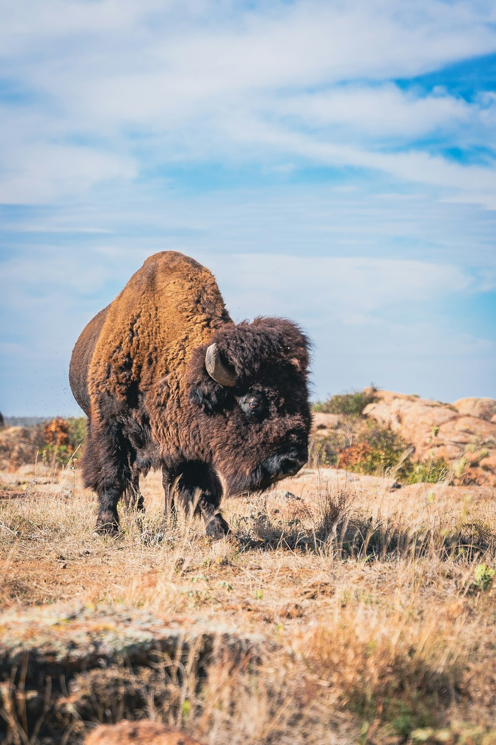 a bison in a field