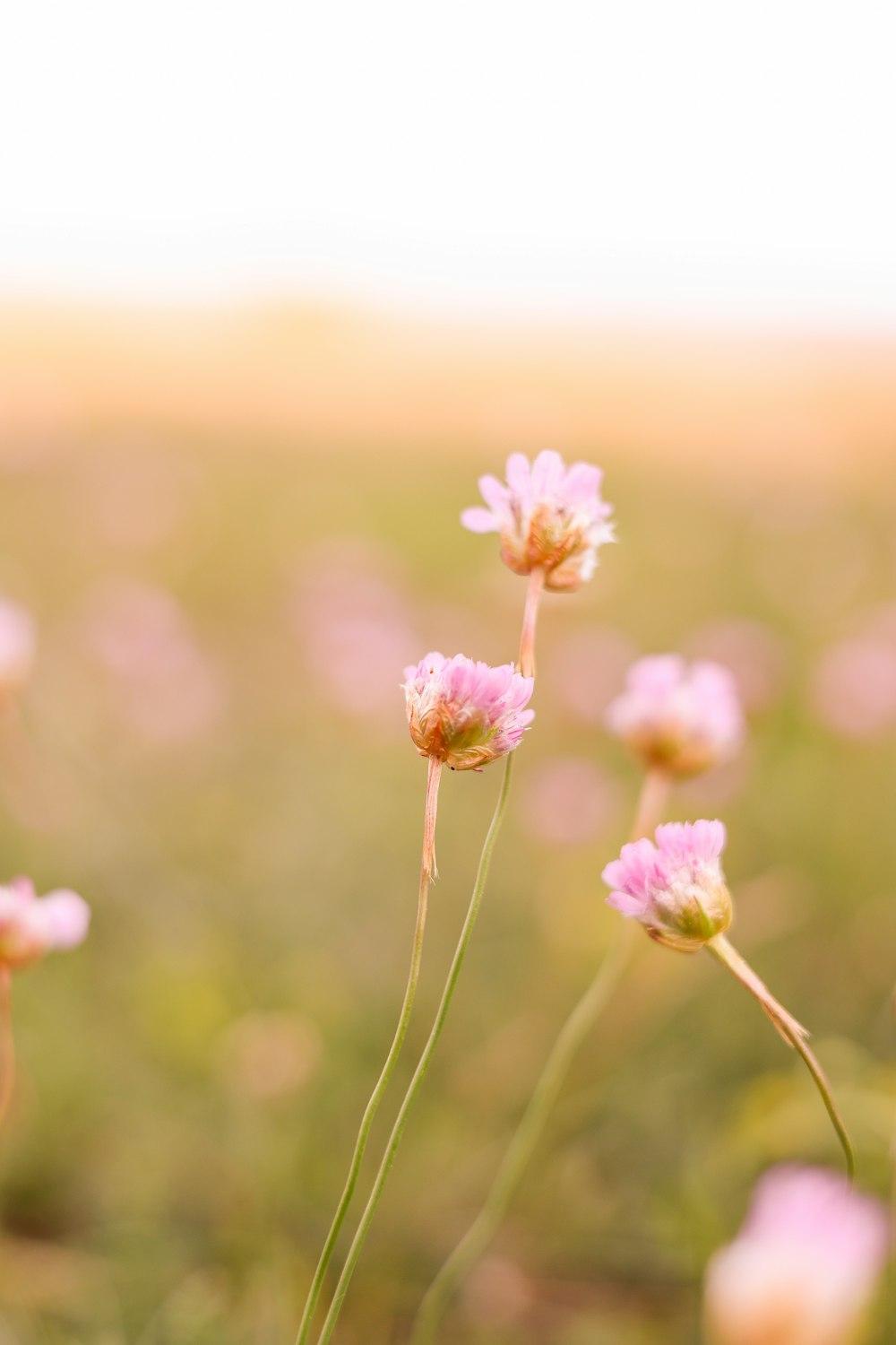 a close up of a flower