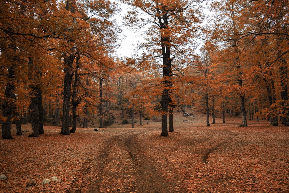 a path with trees on either side