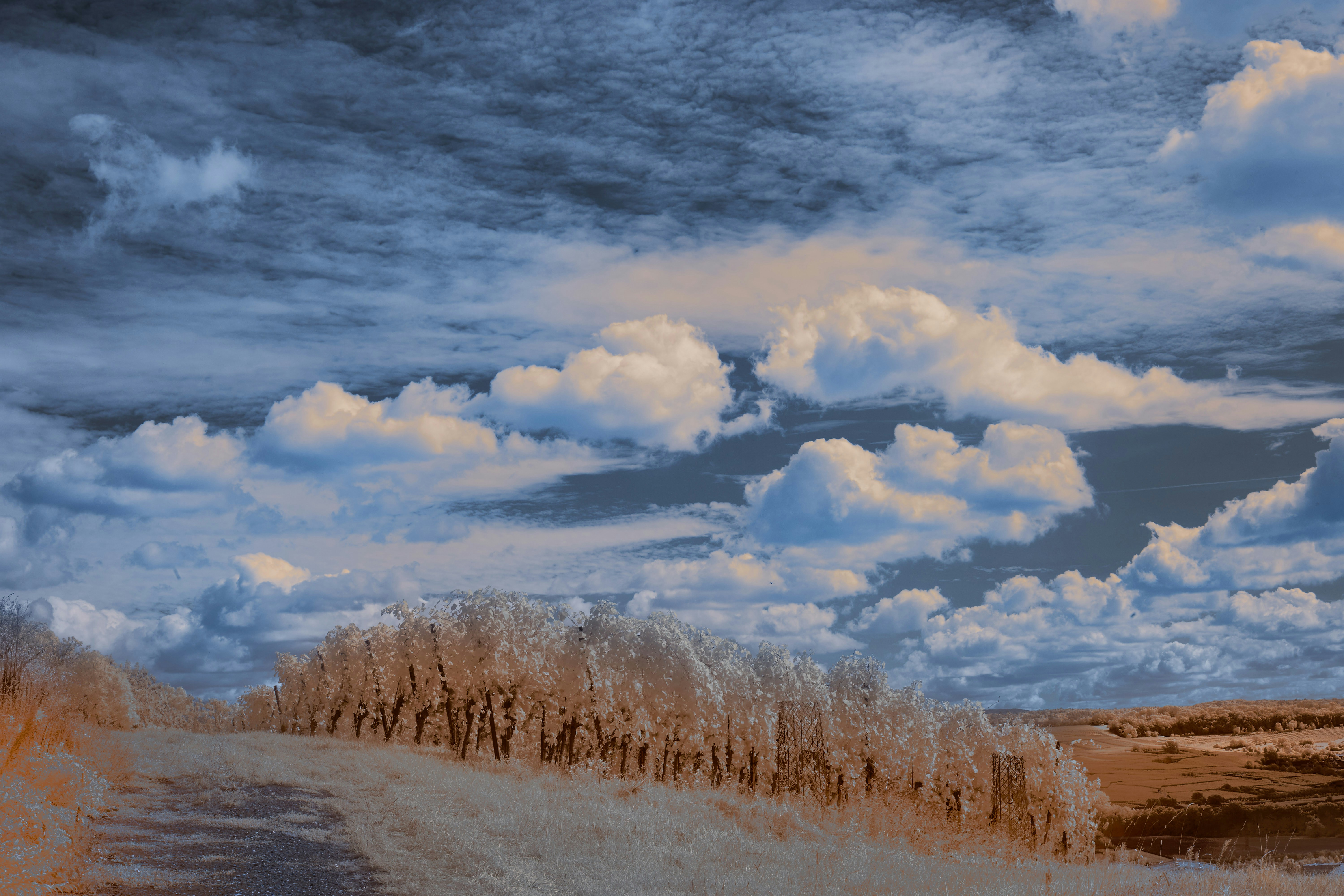 Photo by wolfgang_hasselmann