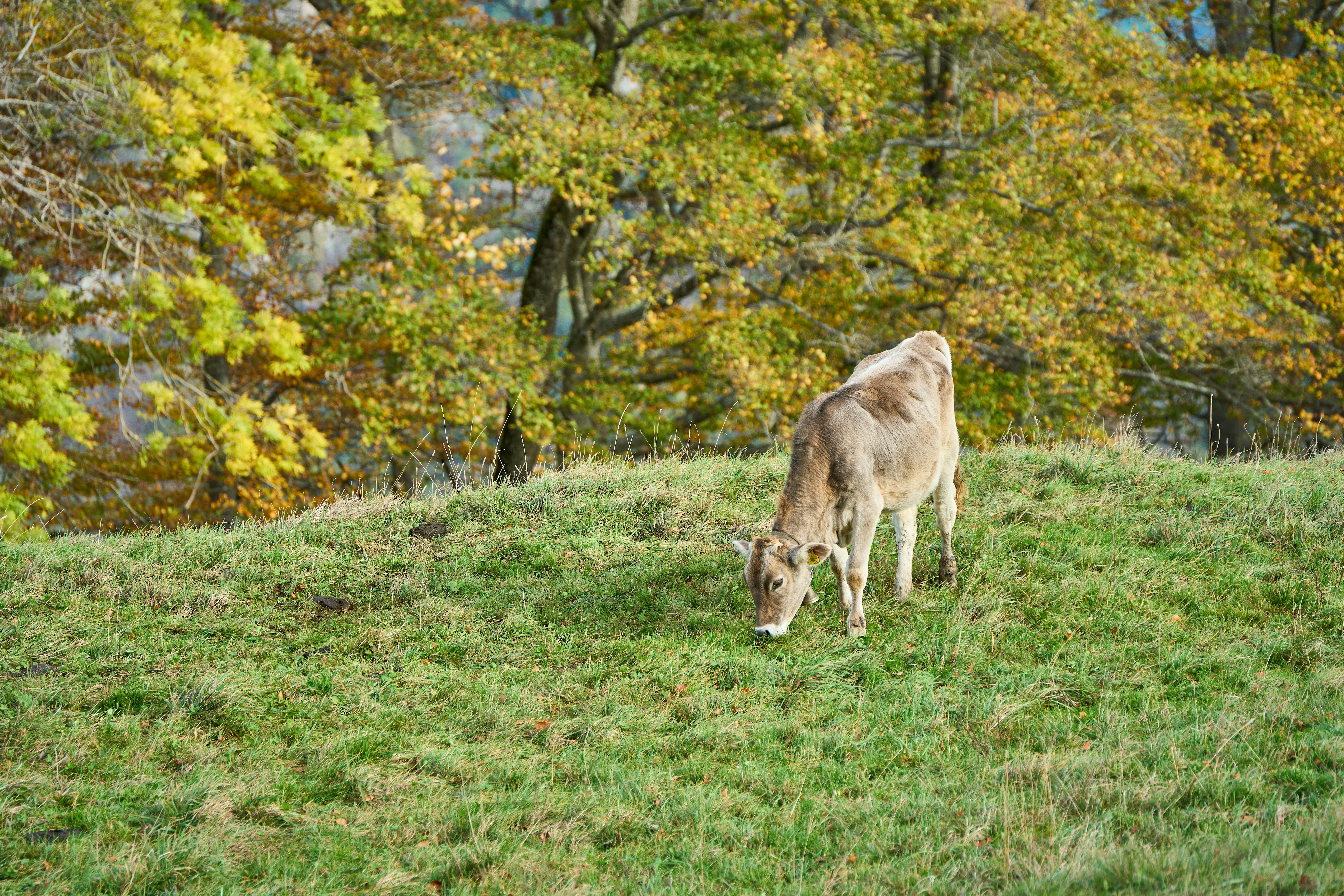 Photo by wolfgang_hasselmann