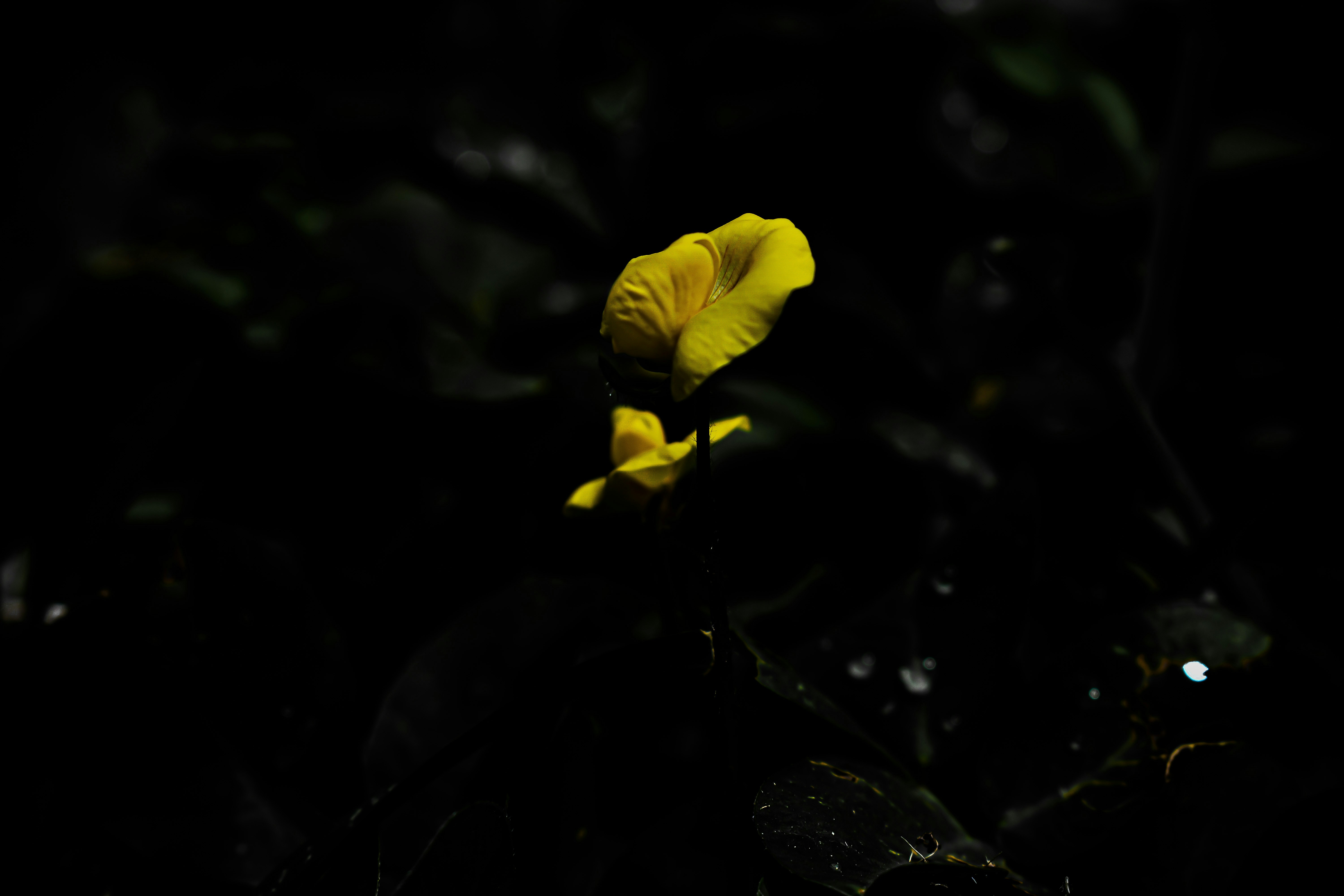 a yellow flower in the dark