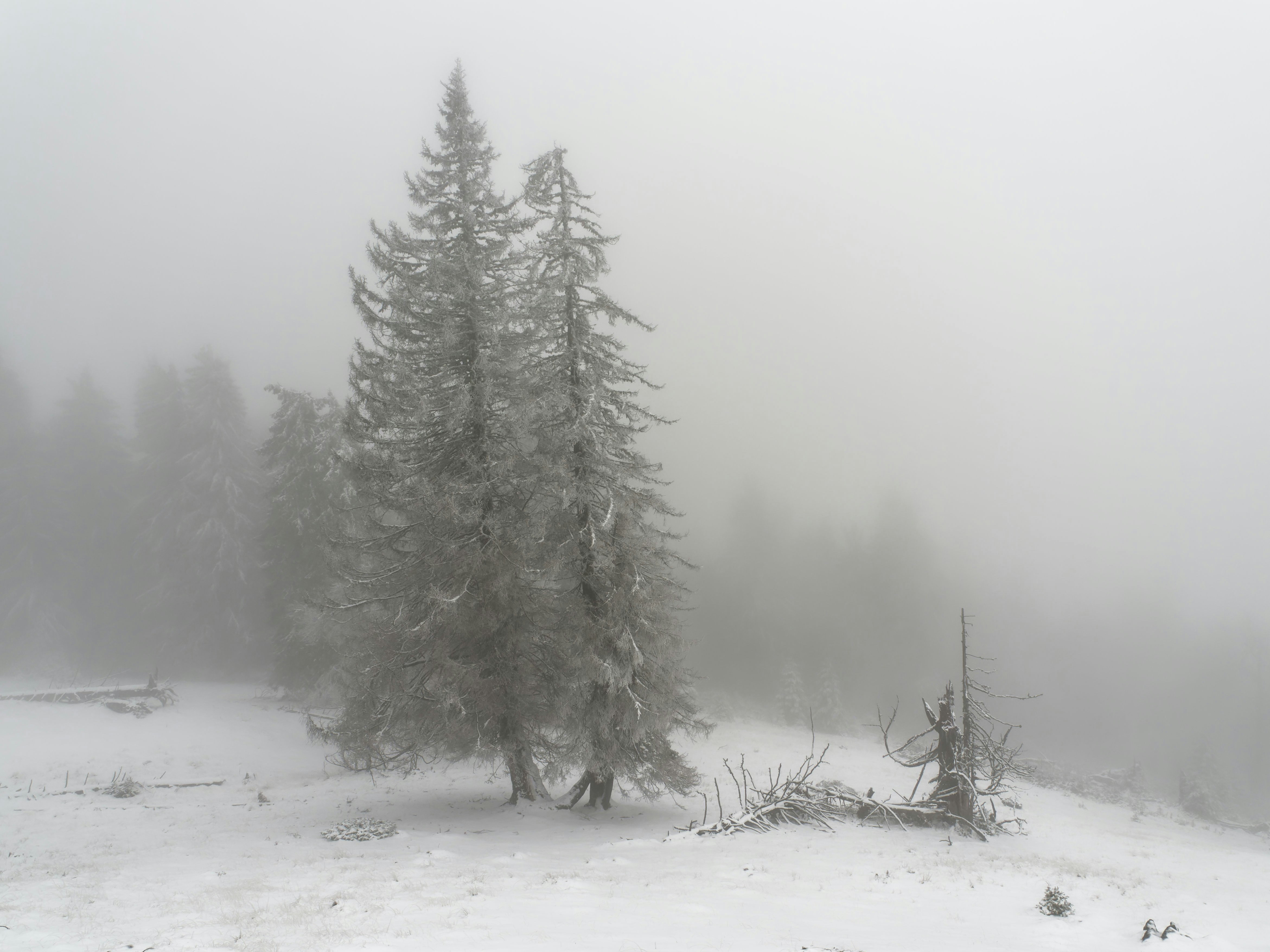 Photo by illes_cristi