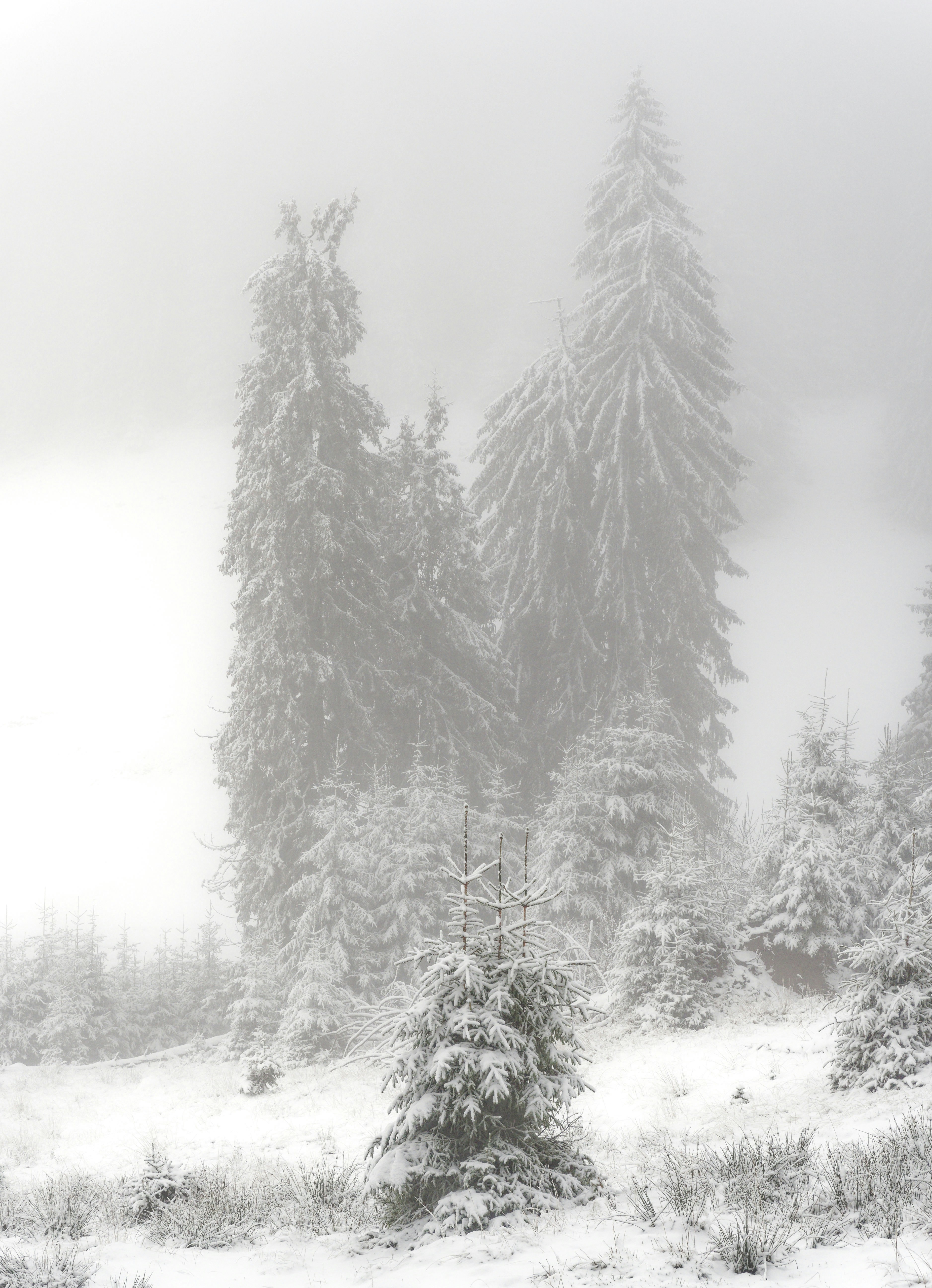 Photo by illes_cristi