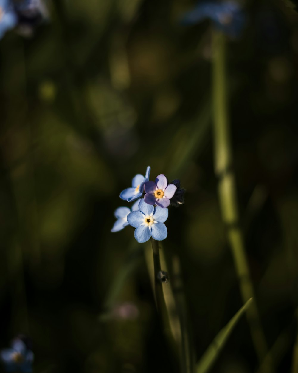 a small blue flower