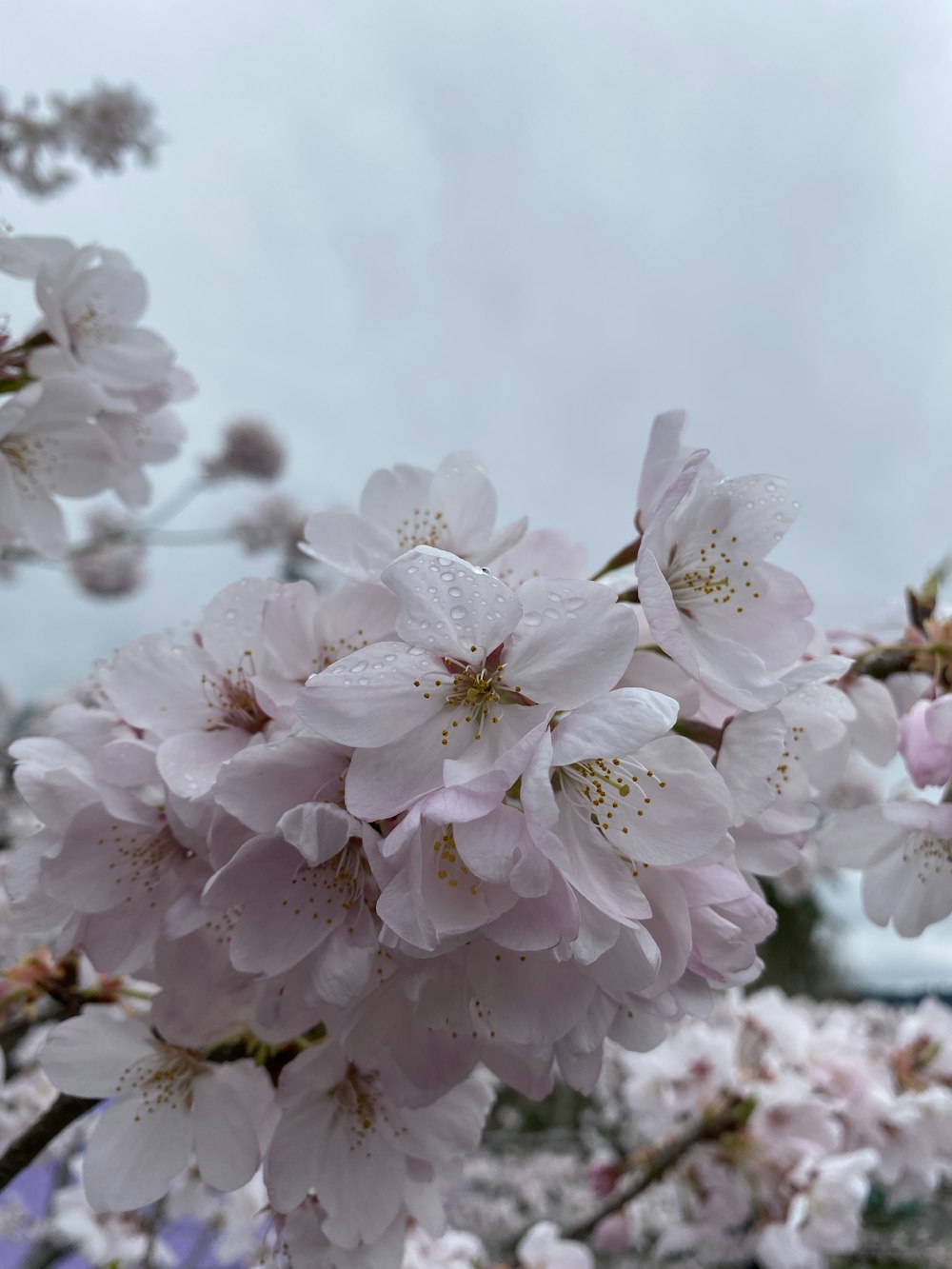 a close up of white flowers