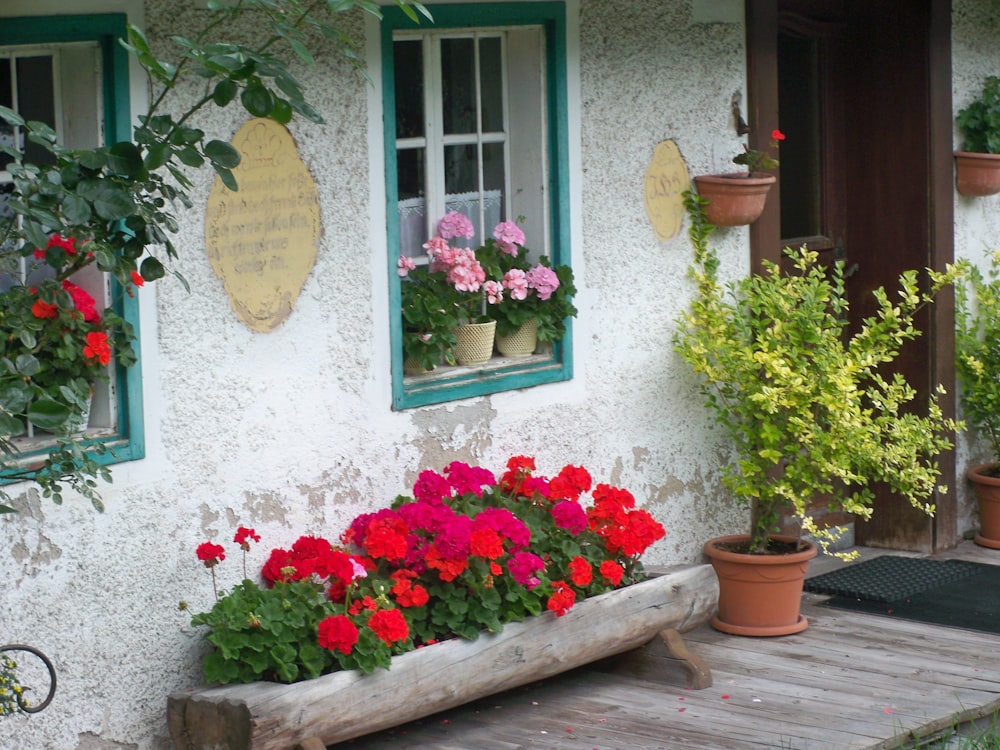 a group of potted plants outside a building