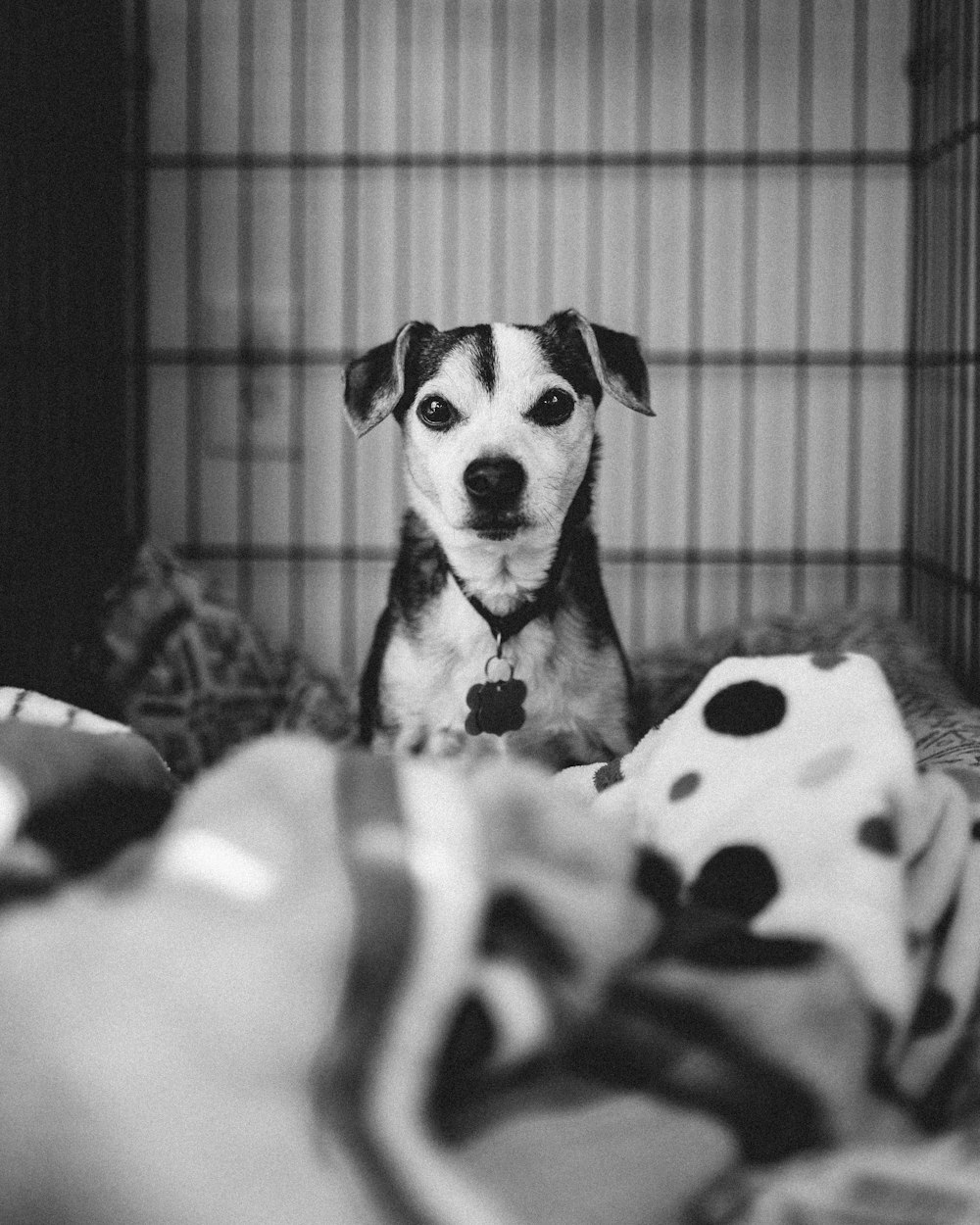 a dog sitting in a cage