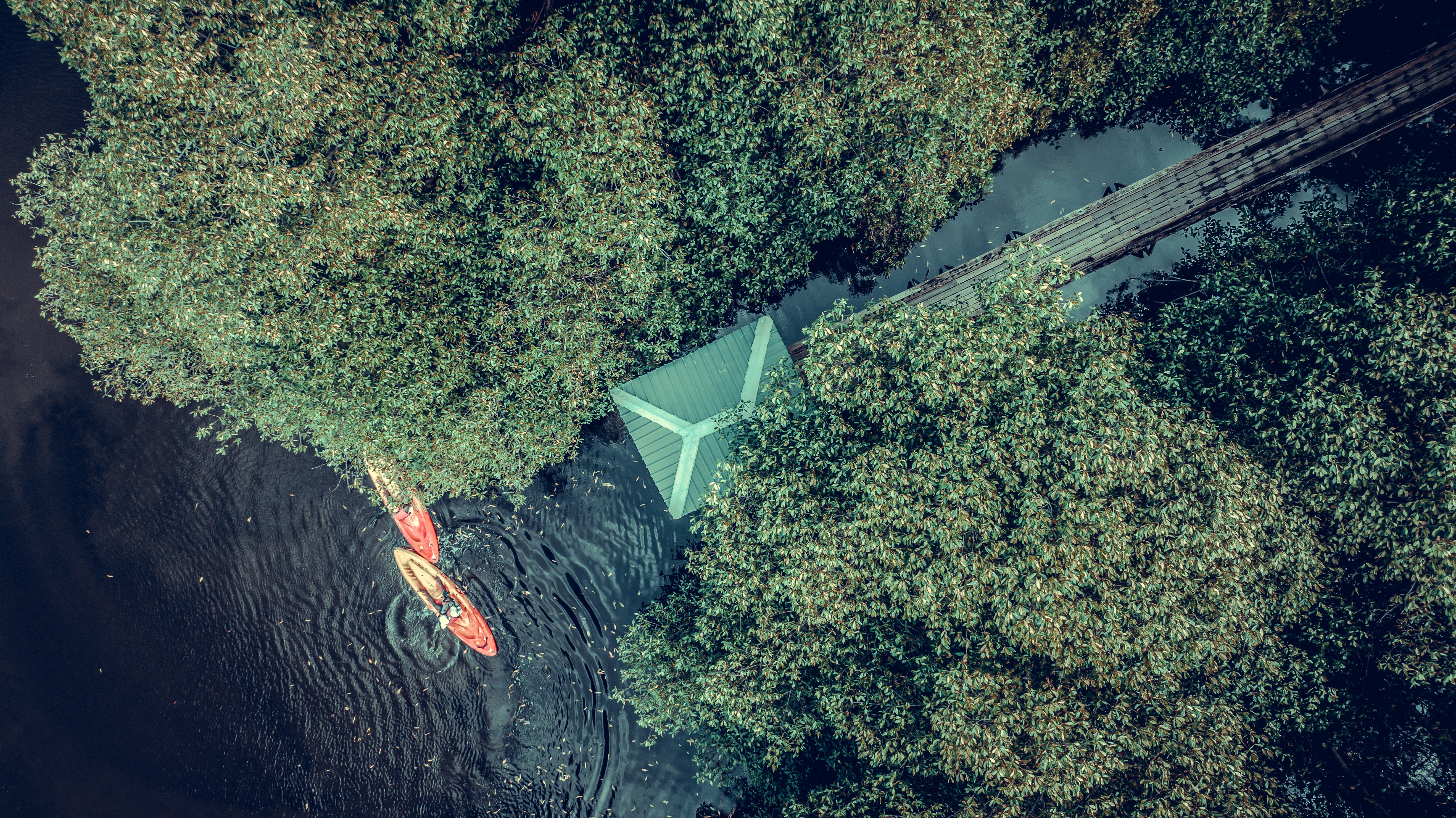 a fish swimming in a pond