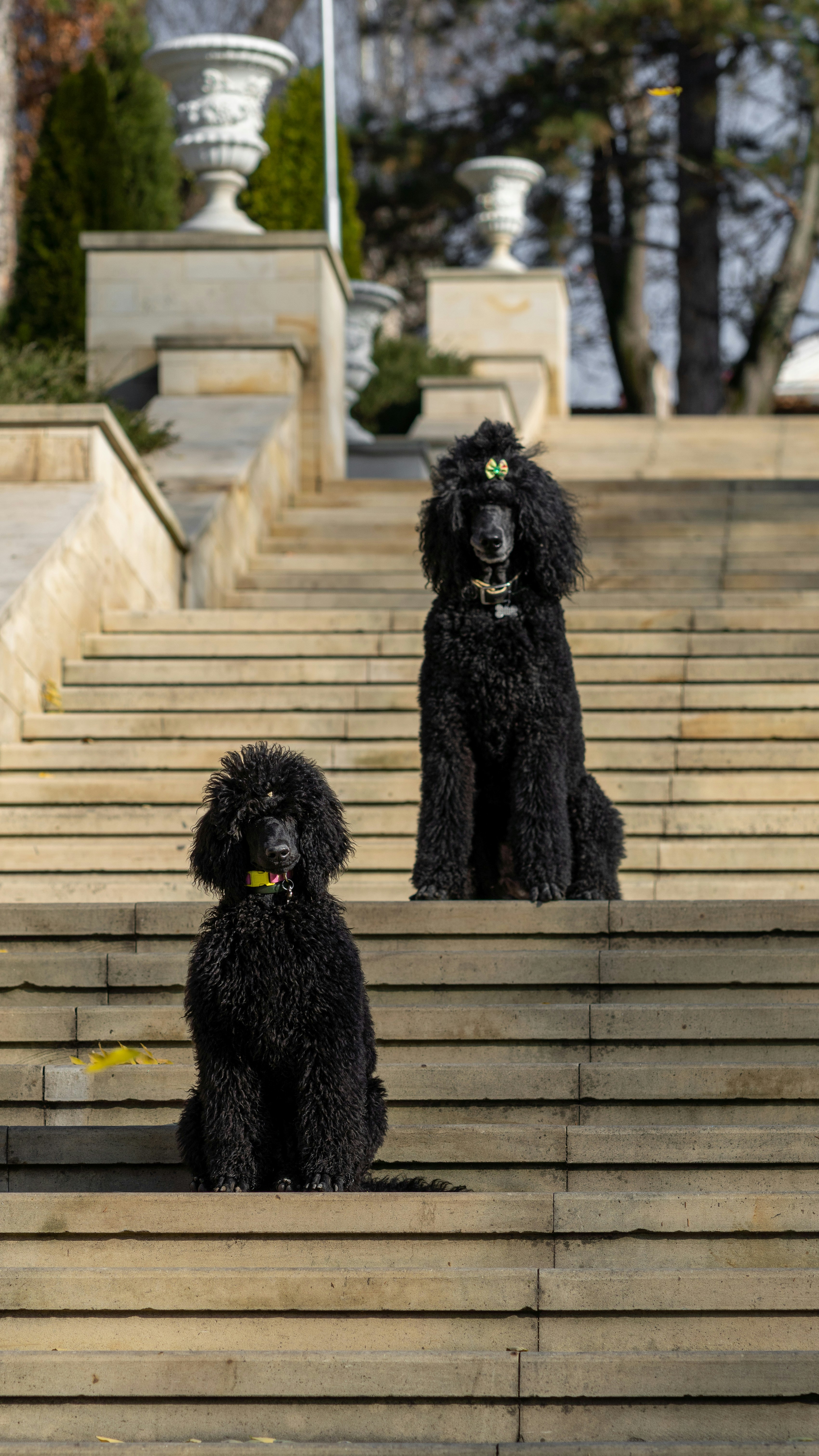 A small black Poodle sitting on stone steps beside a much larger black Standard Poodle.