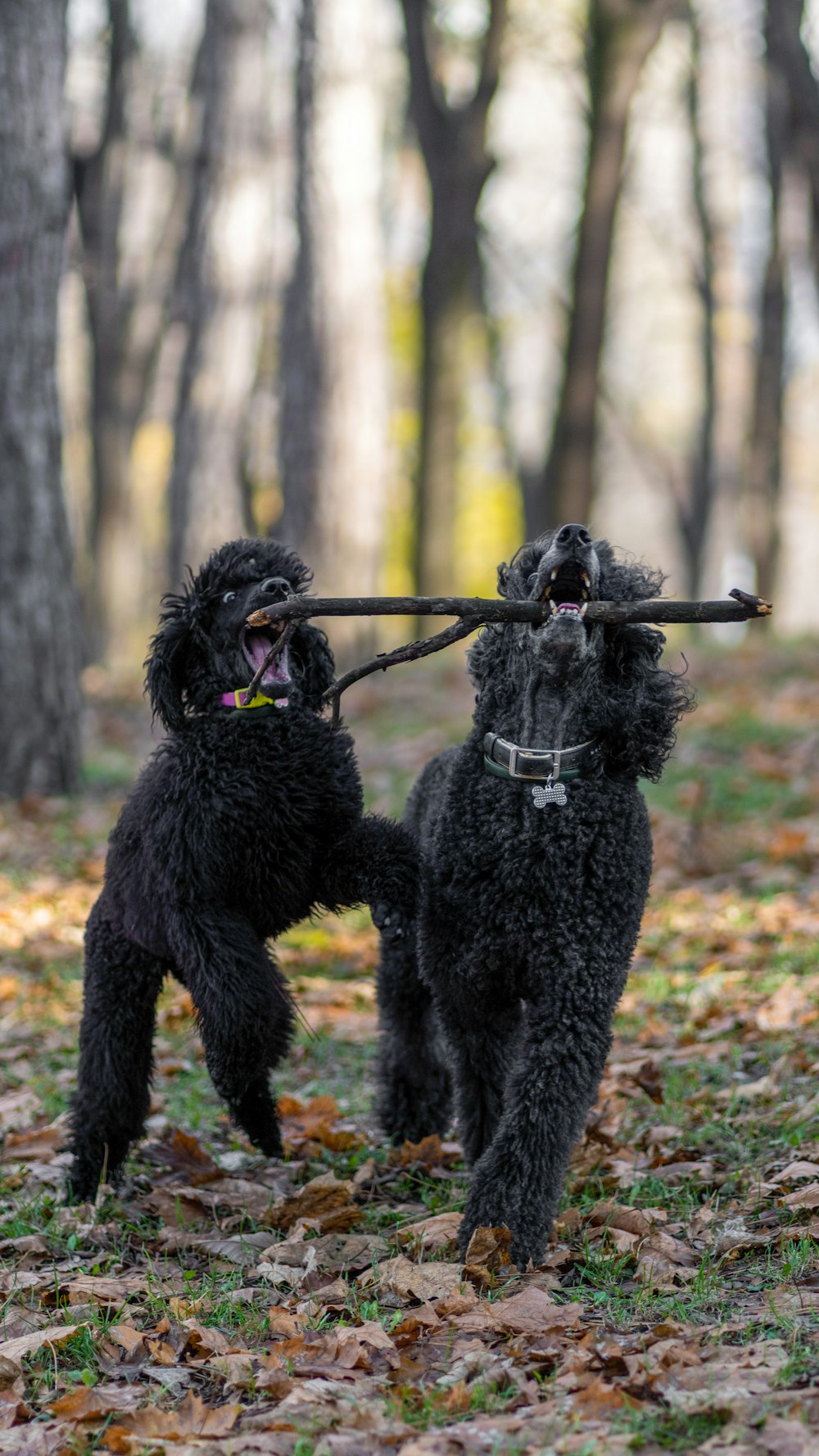 two dogs playing with a stick in the woods