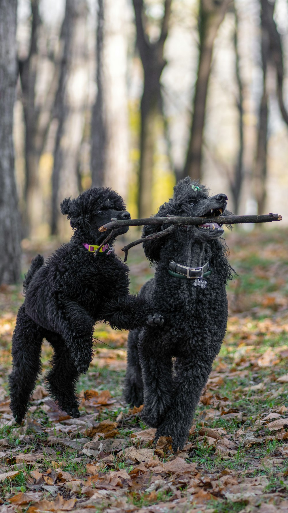 two dogs playing in the woods