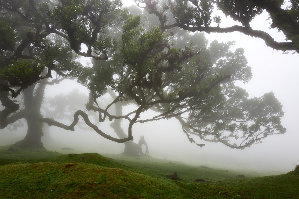 a tree with many branches