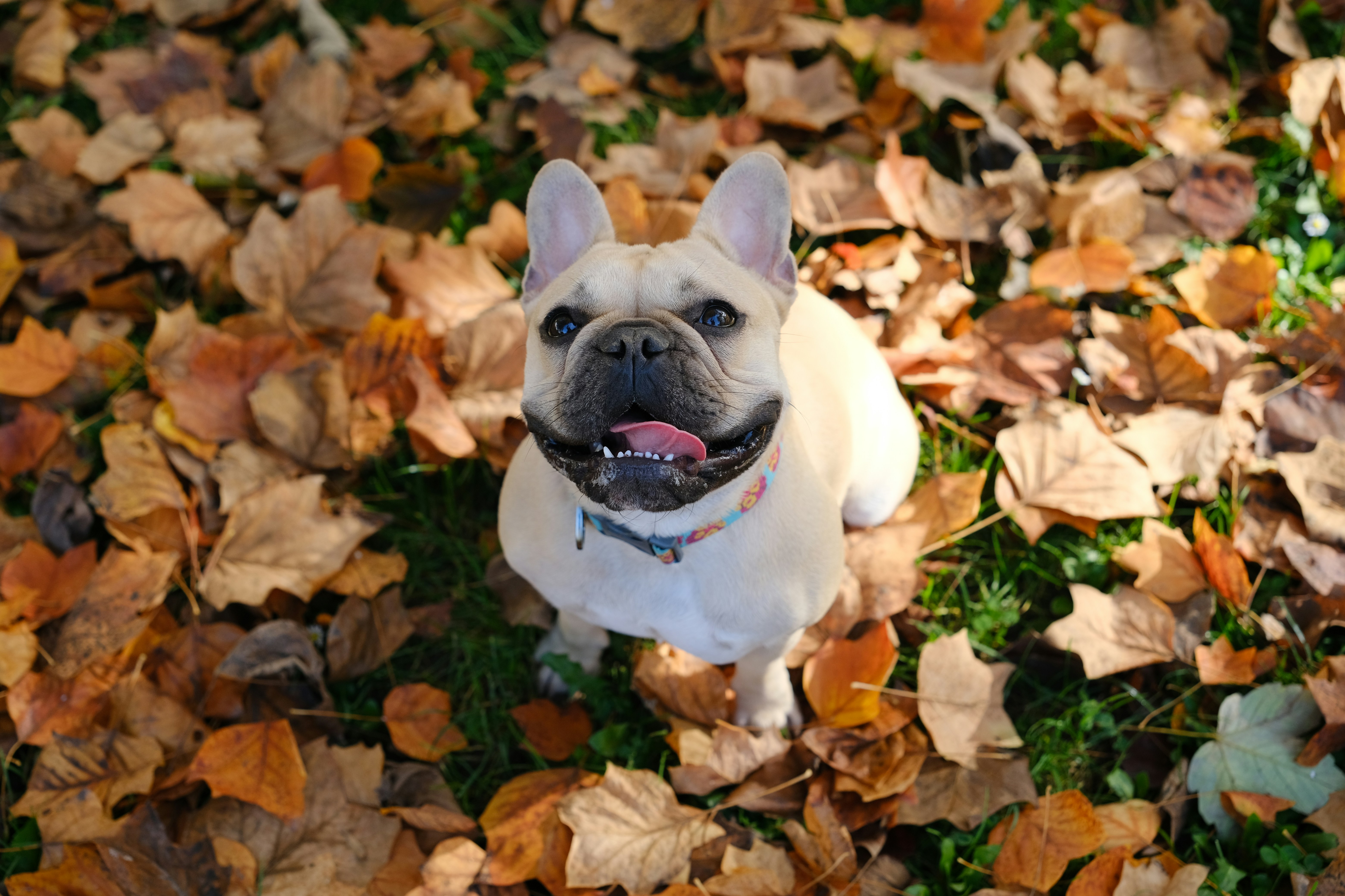 a dog lying in leaves