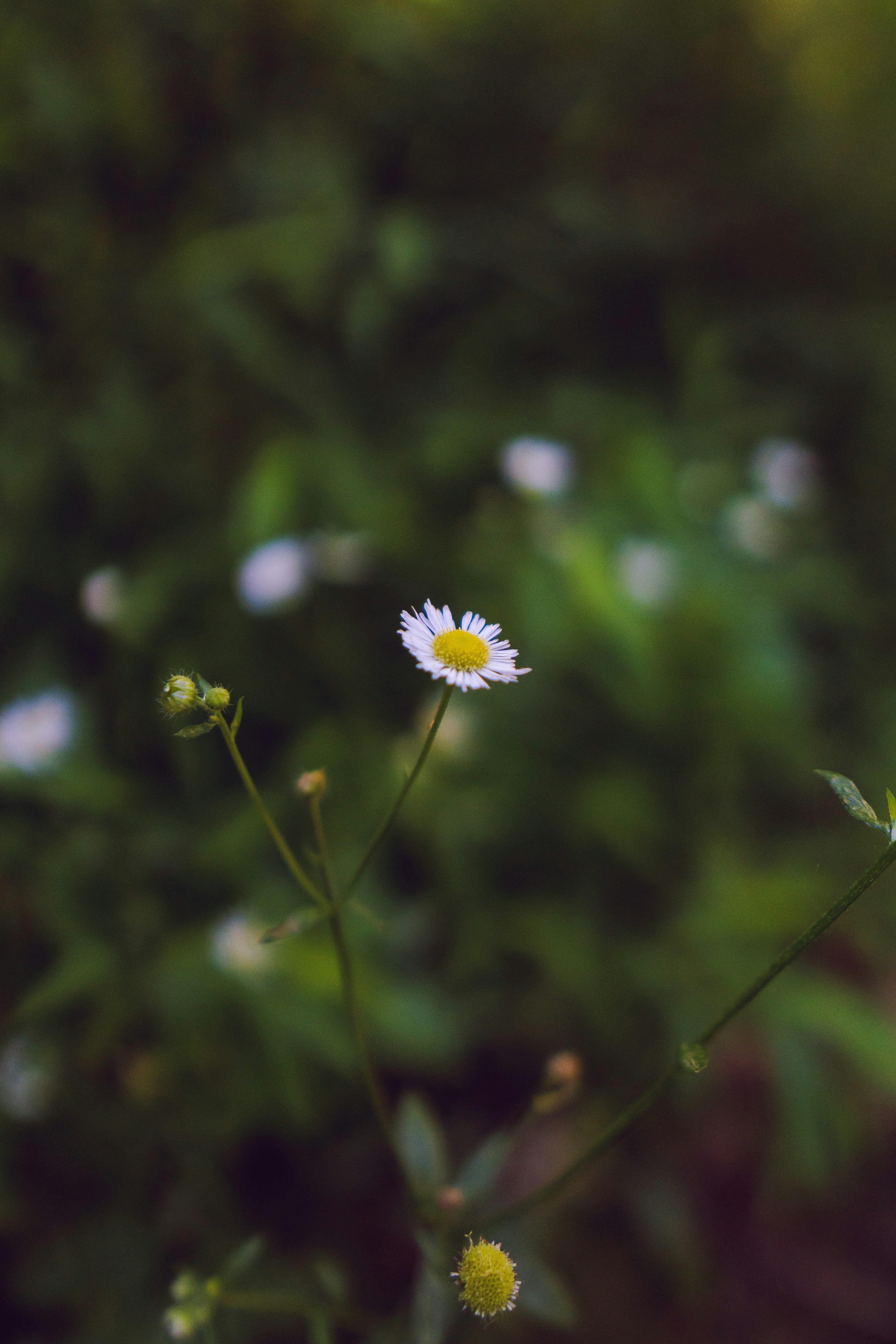 Photo by mannythegrapher