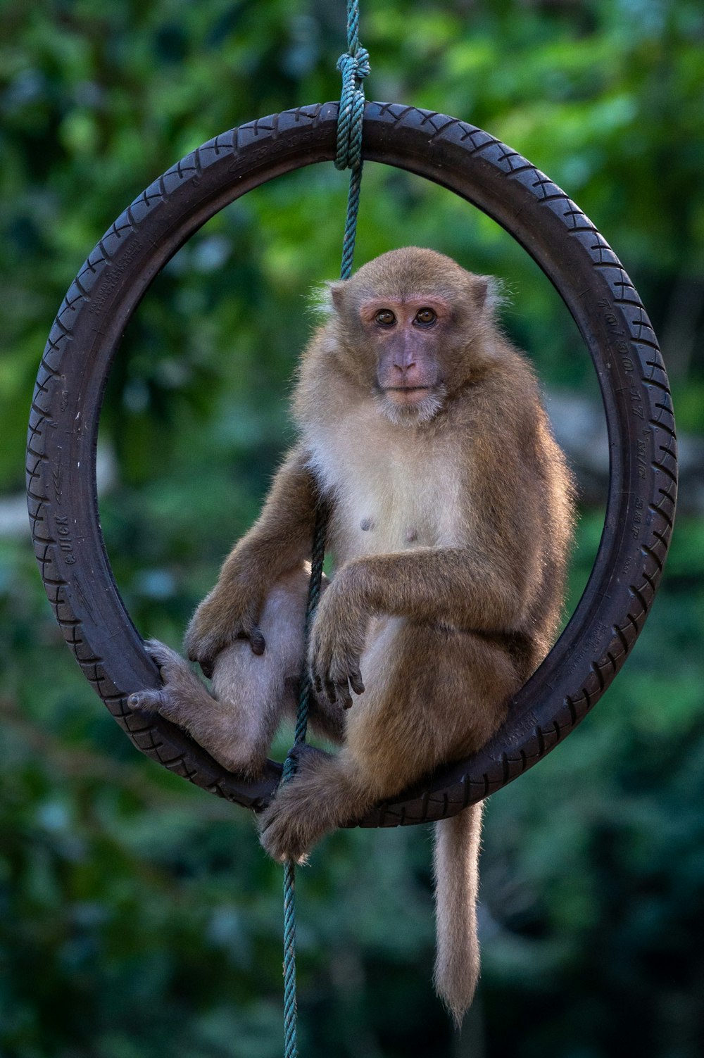Ein Affe sitzt auf einer Schaukel
