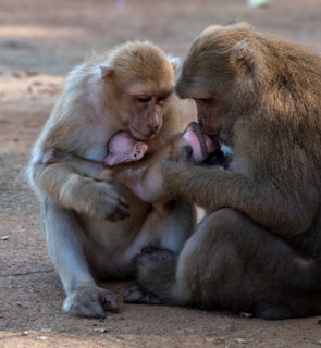 Two adult monkeys are closely observing and holding a baby monkey. The scene suggests a caring interaction, as they appear to be grooming or tending to the infant. The background is a natural, earthy ground.