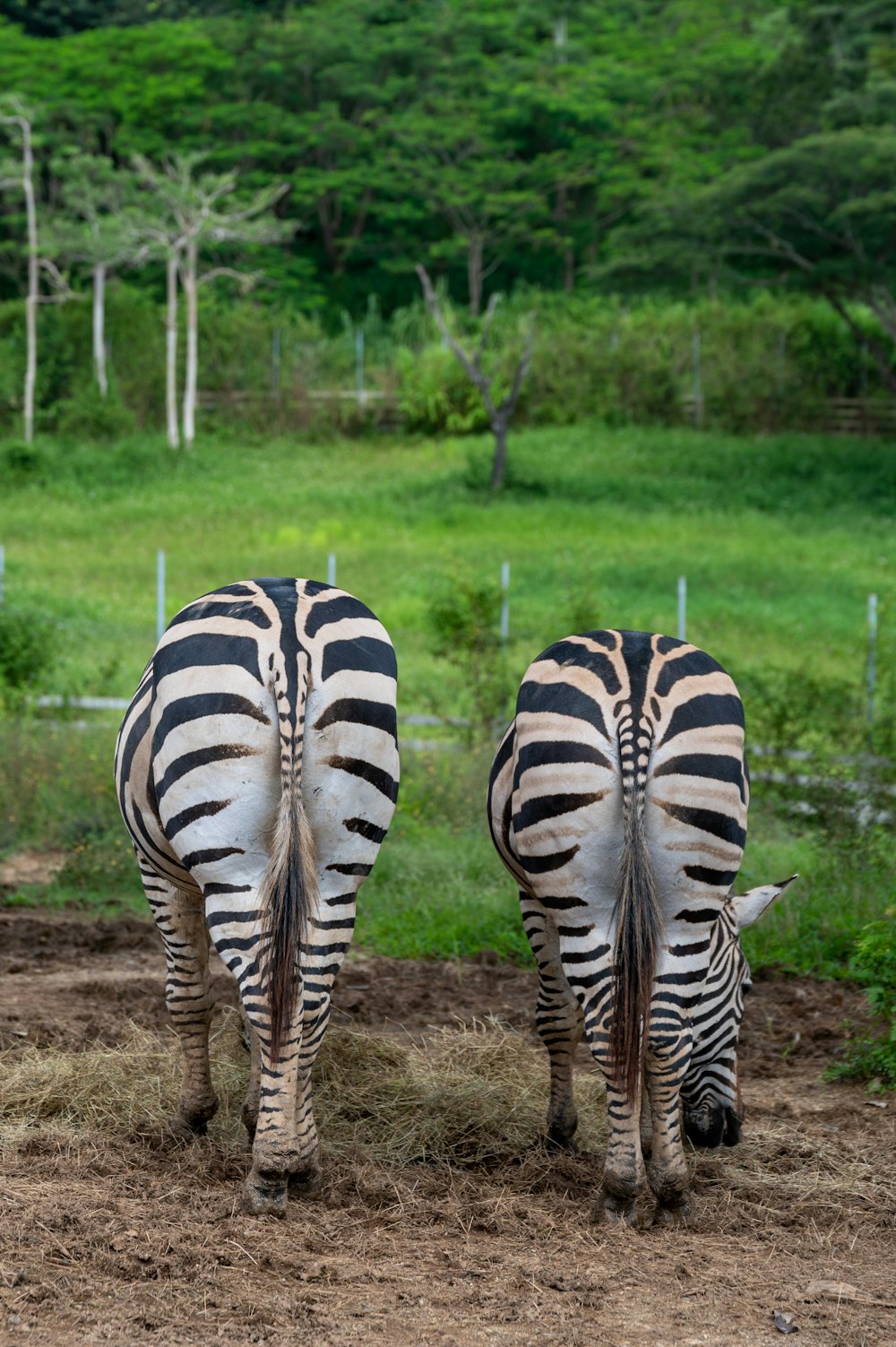 zebras grazing in a field