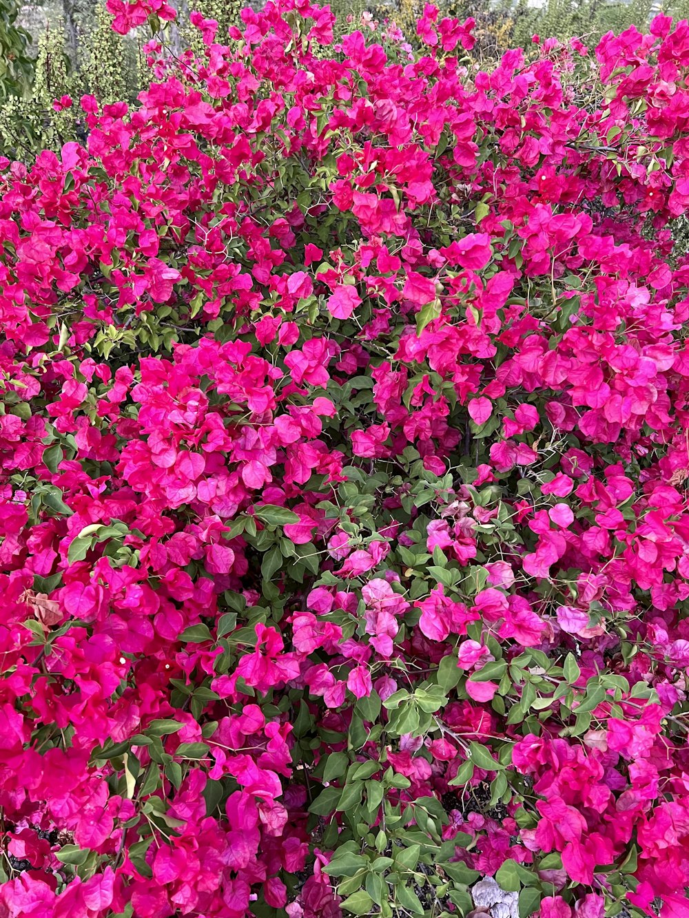 a bush of pink flowers