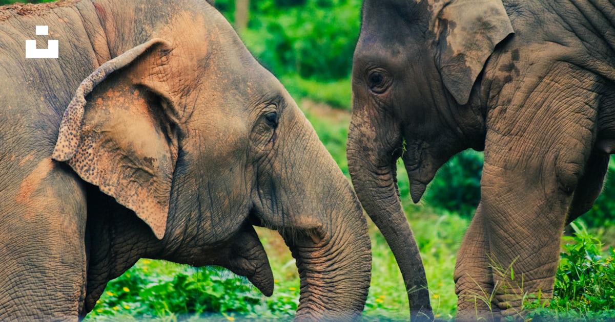 Elephants playing in the forest photo – Free Elephants Image on Unsplash
