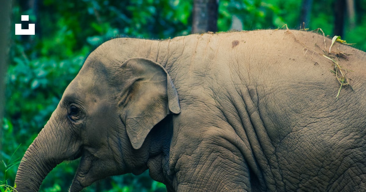 An elephant with its trunk up photo – Free Elephants Image on Unsplash