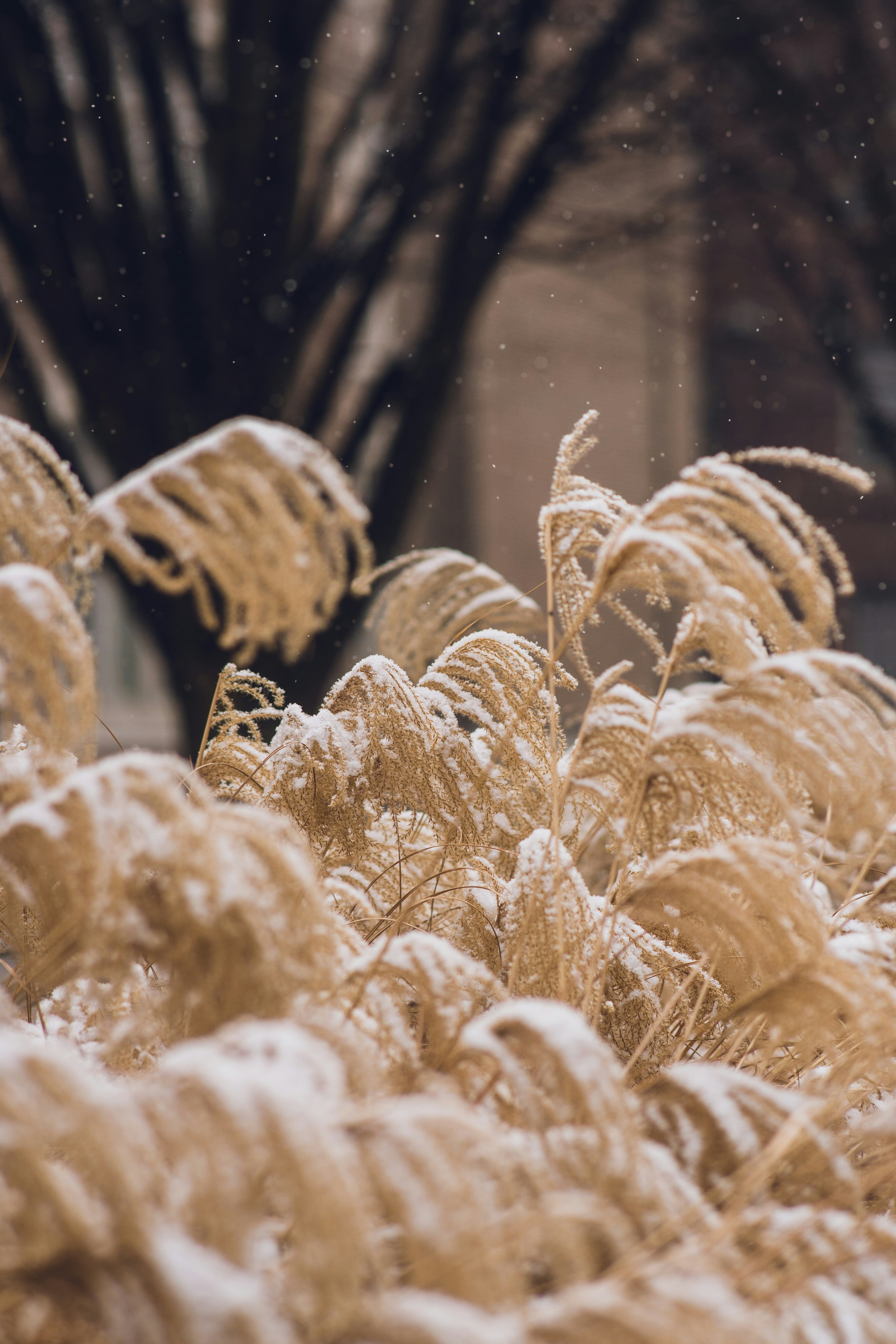 Snow blankets the golden reeds.