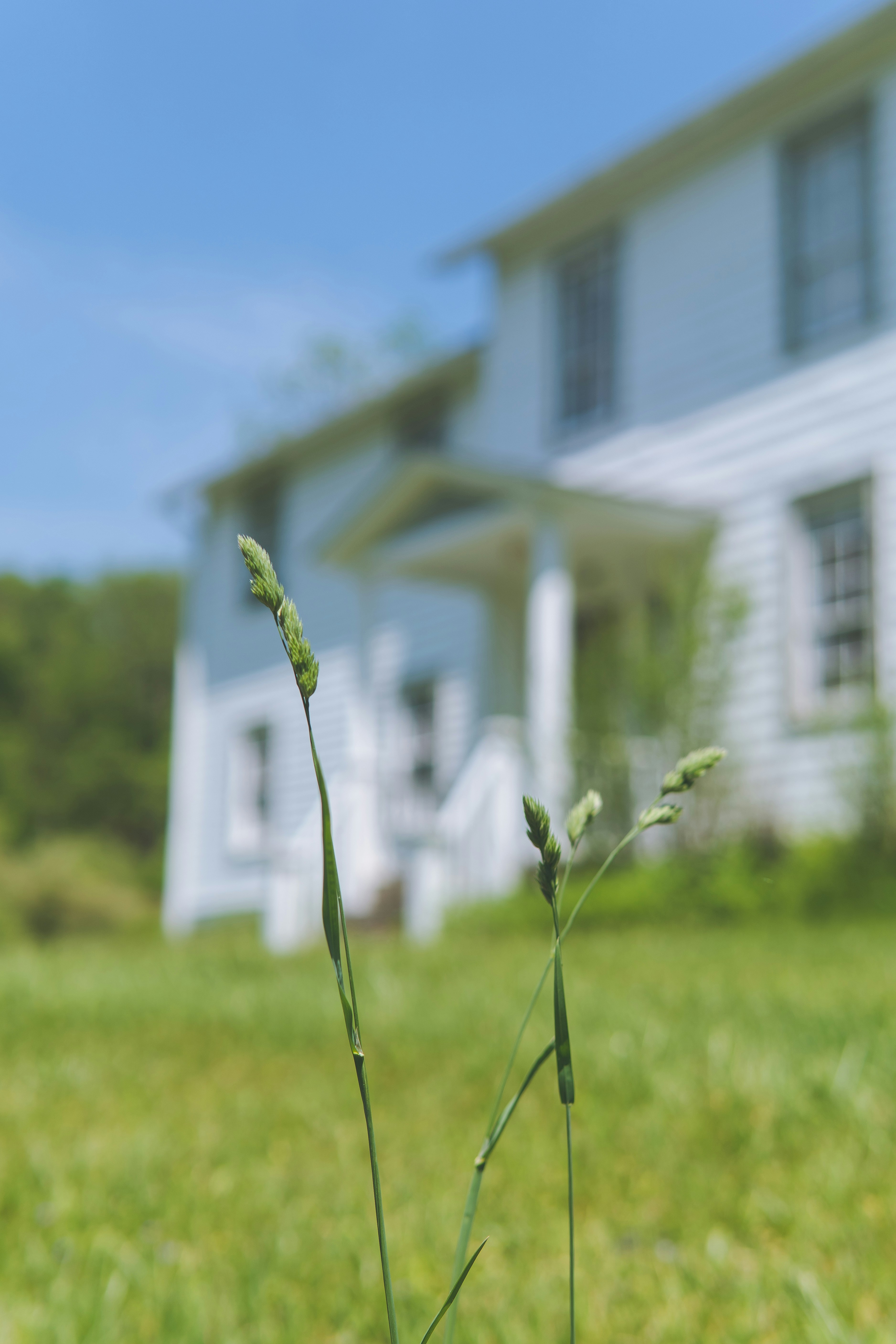 Green grass grows with a house in the blurred background.